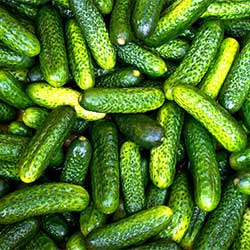 Organic Gherkin Cucumber  KG 